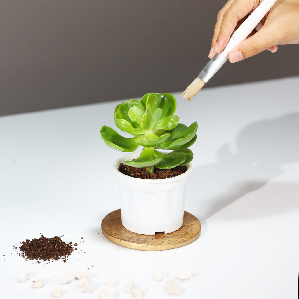 Echeveria Silver Spoon