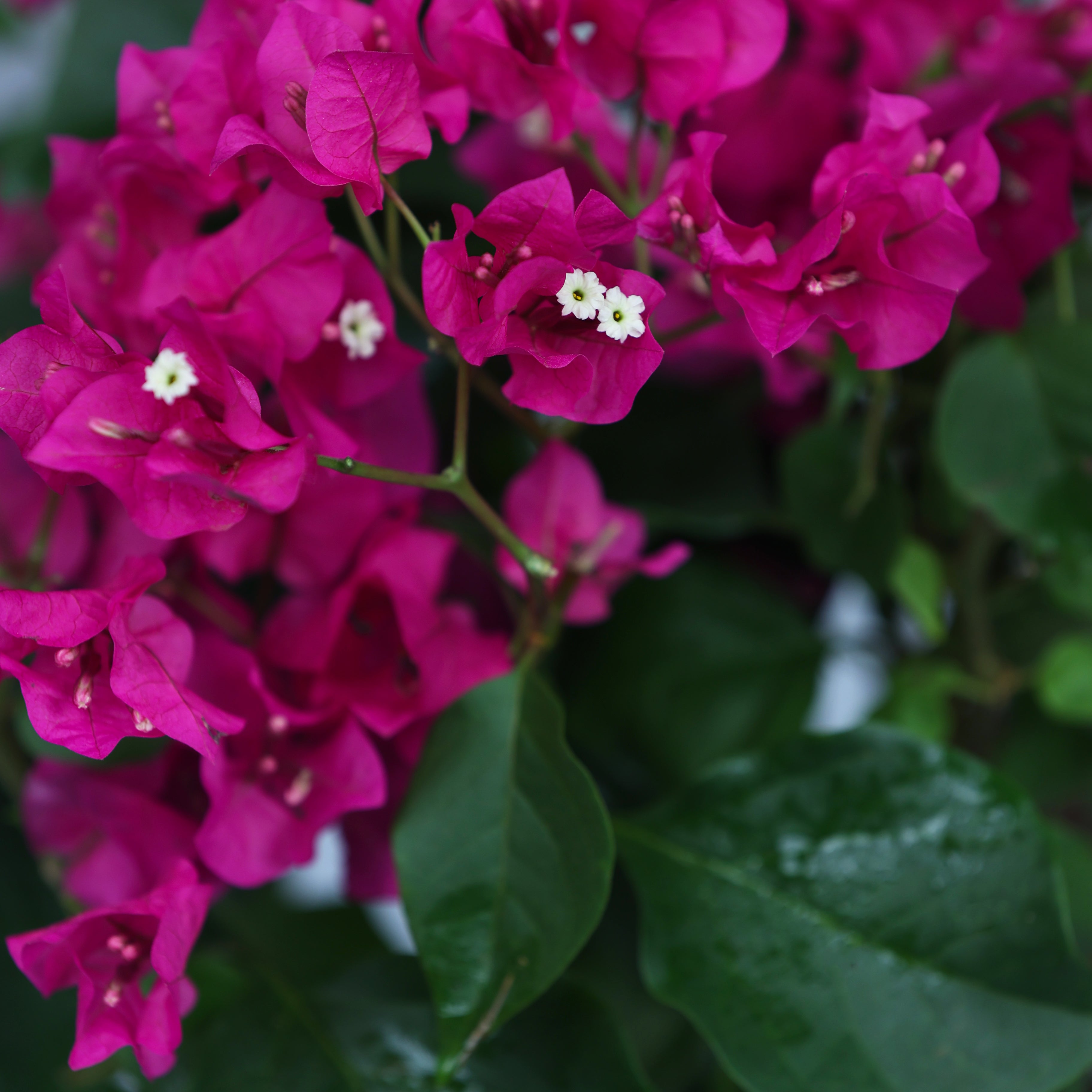 Bougainvillea