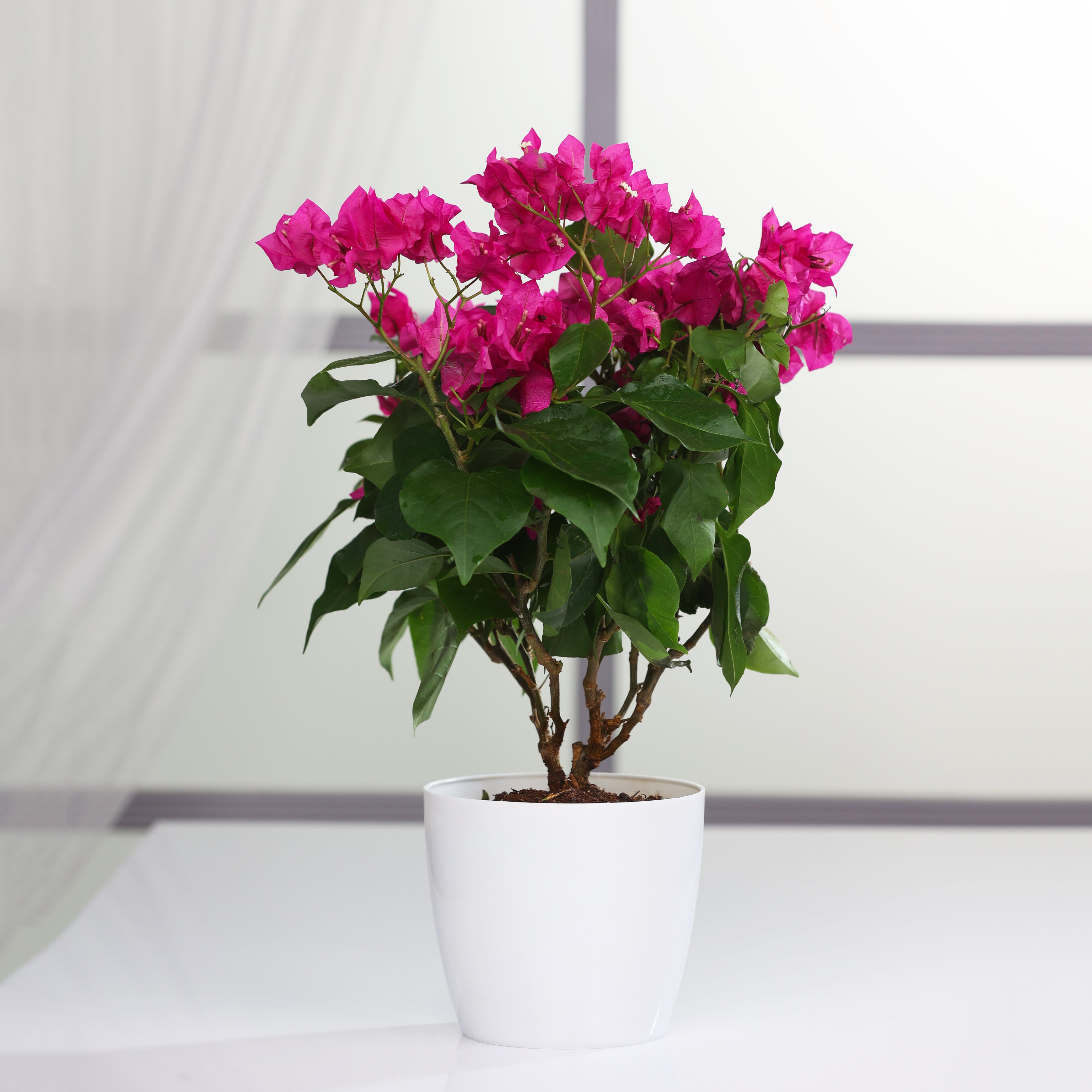Bougainvillea