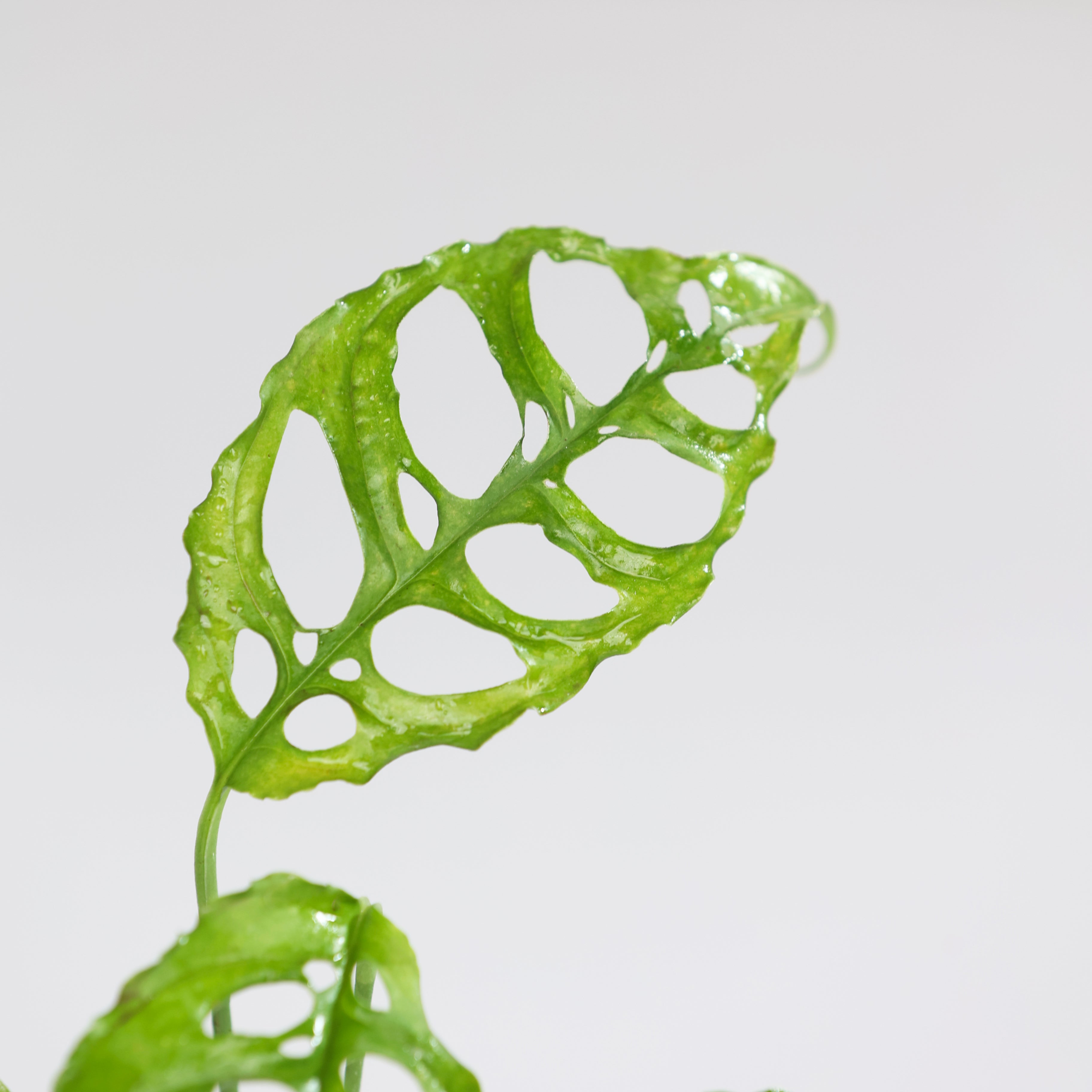 Monstera Obliqua