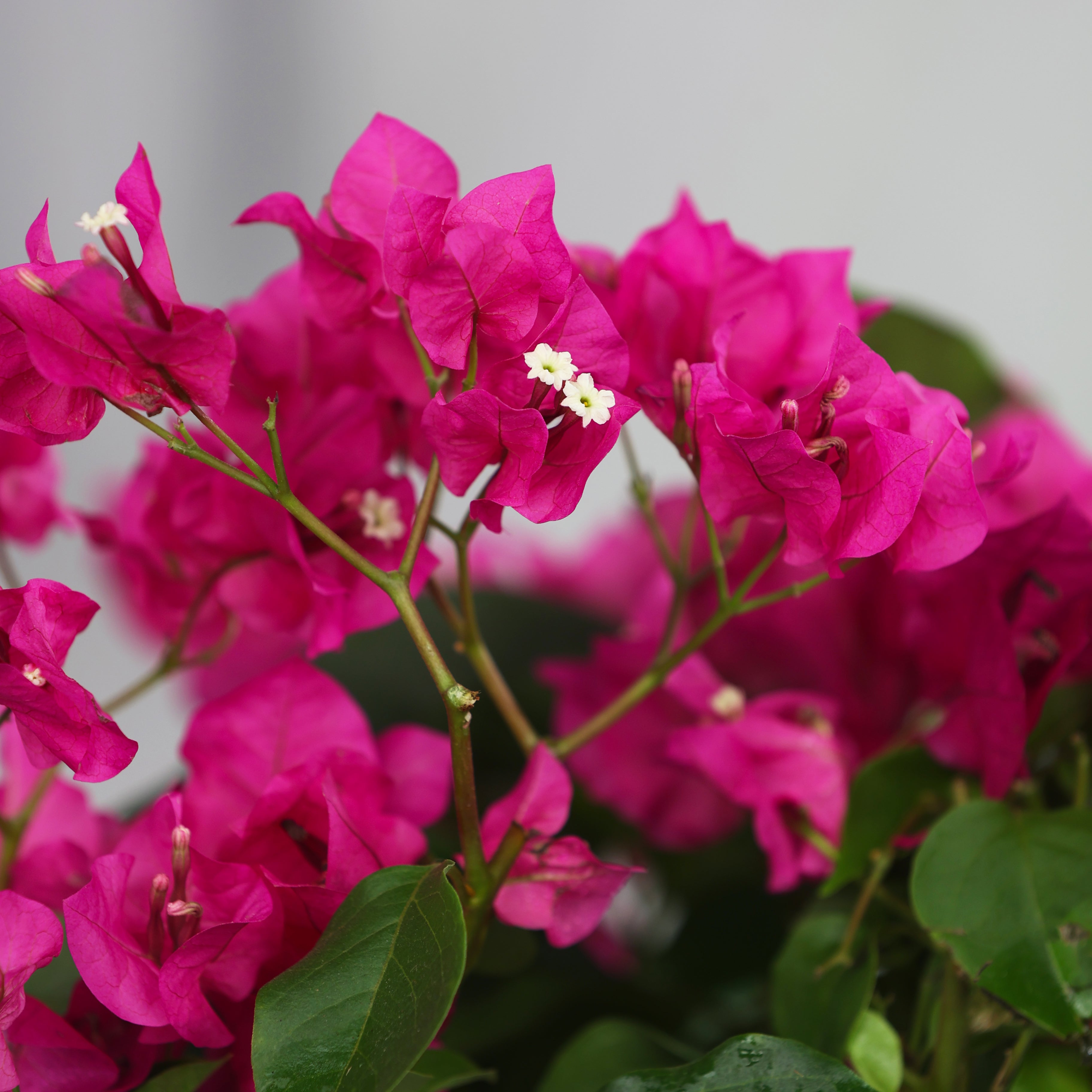 Bougainvillea