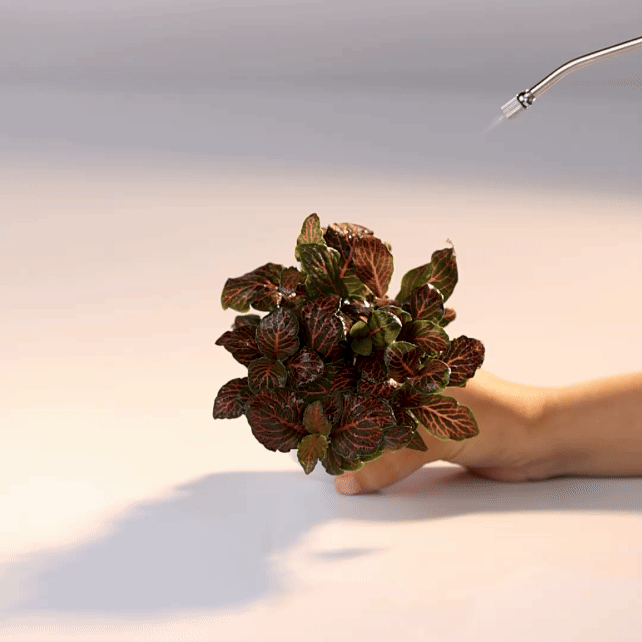 Fittonia Red Vein