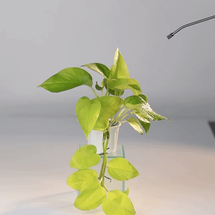 Pothos