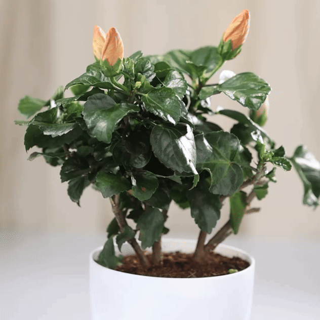 Hibiscus Hawaiian