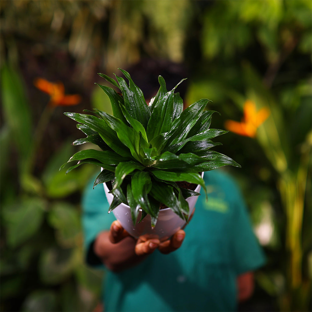 Dracaena Compacta