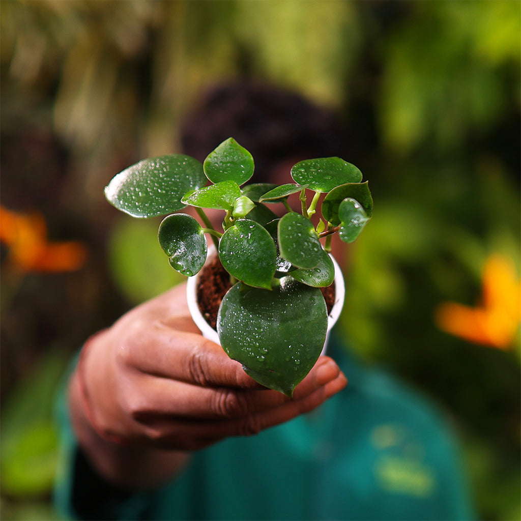 Raindrop Peperomia