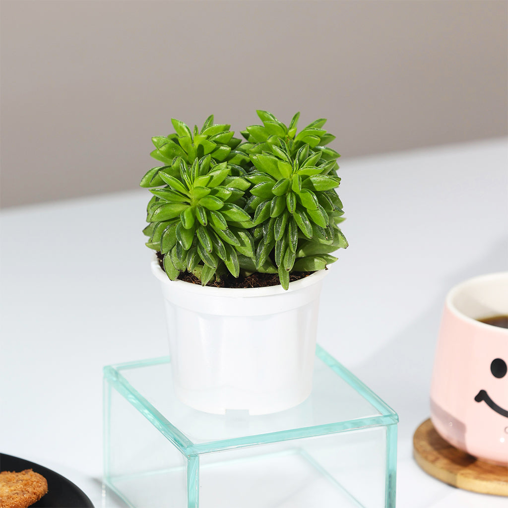 Peperomia Axillaris