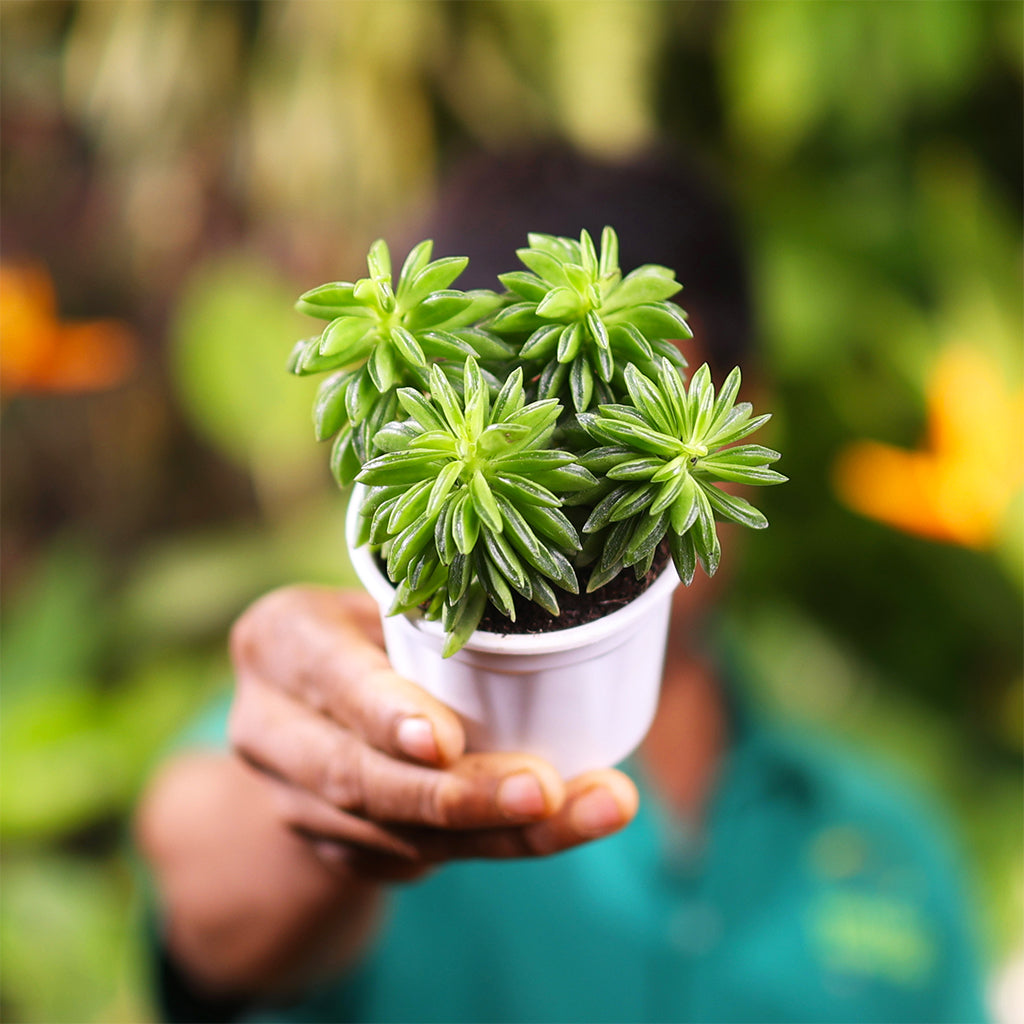 Peperomia Axillaris