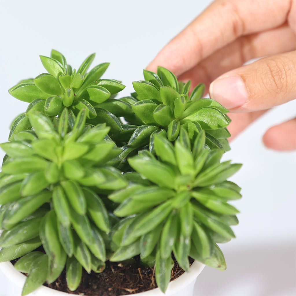 Peperomia Axillaris
