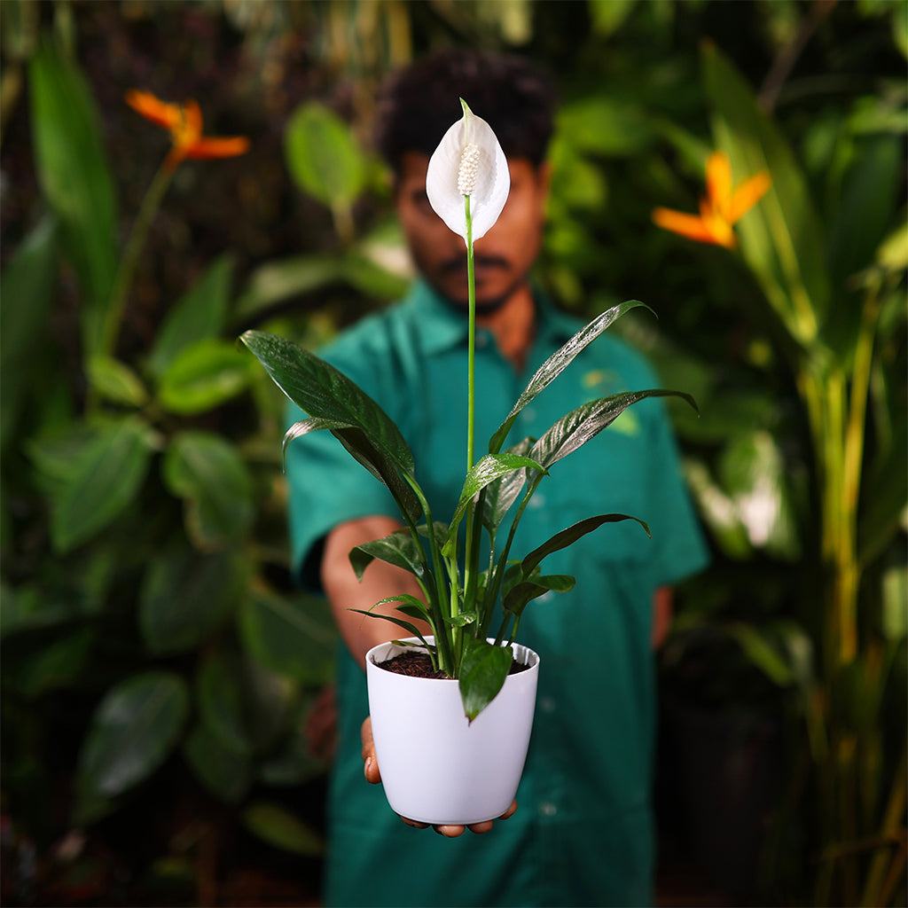 Peace Lily
