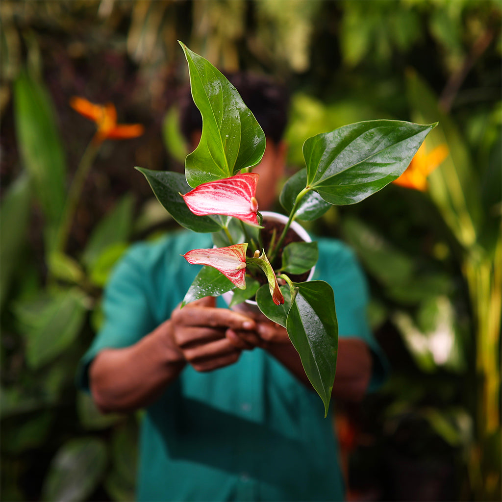 Anthurium flamingo