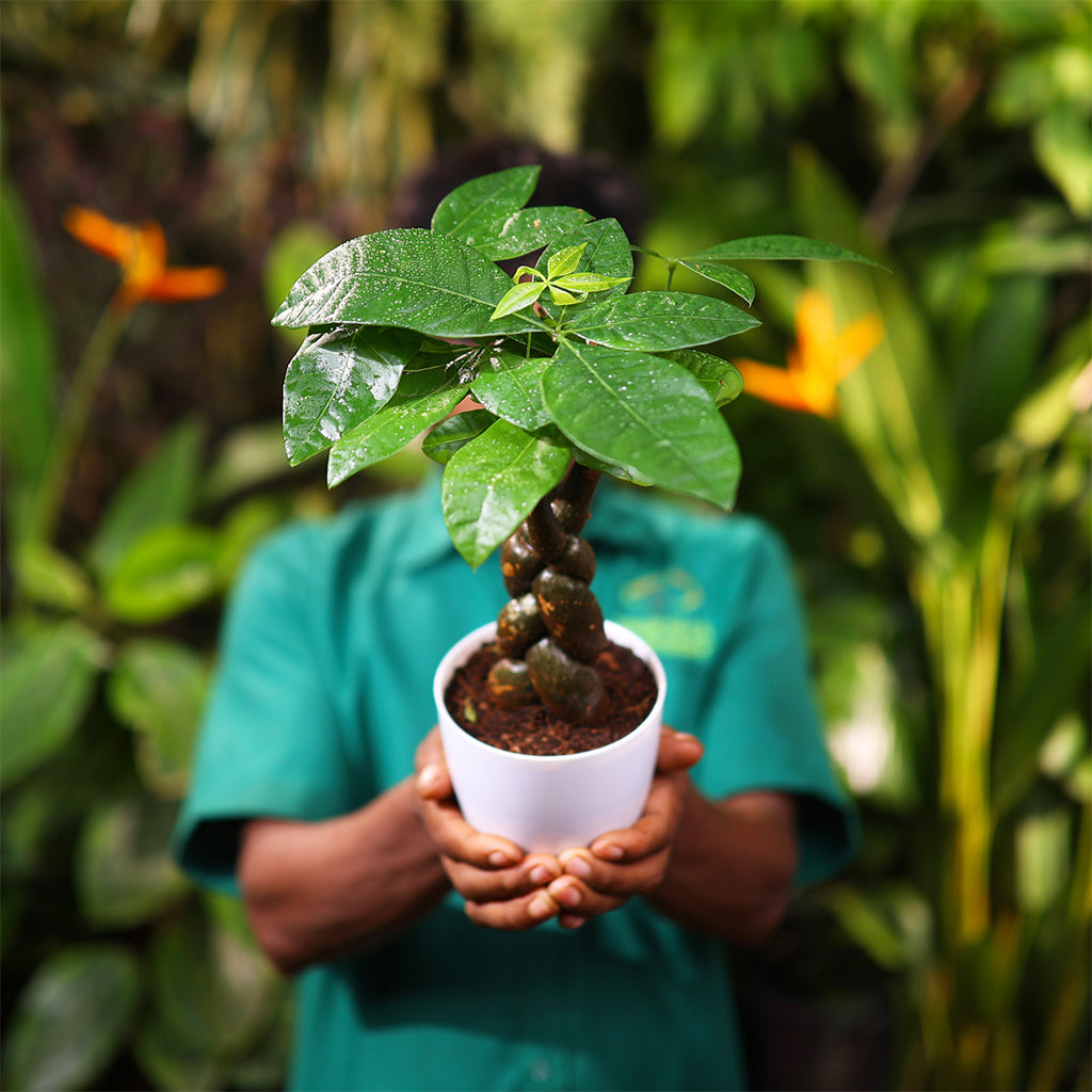 Money Tree Fat Boi