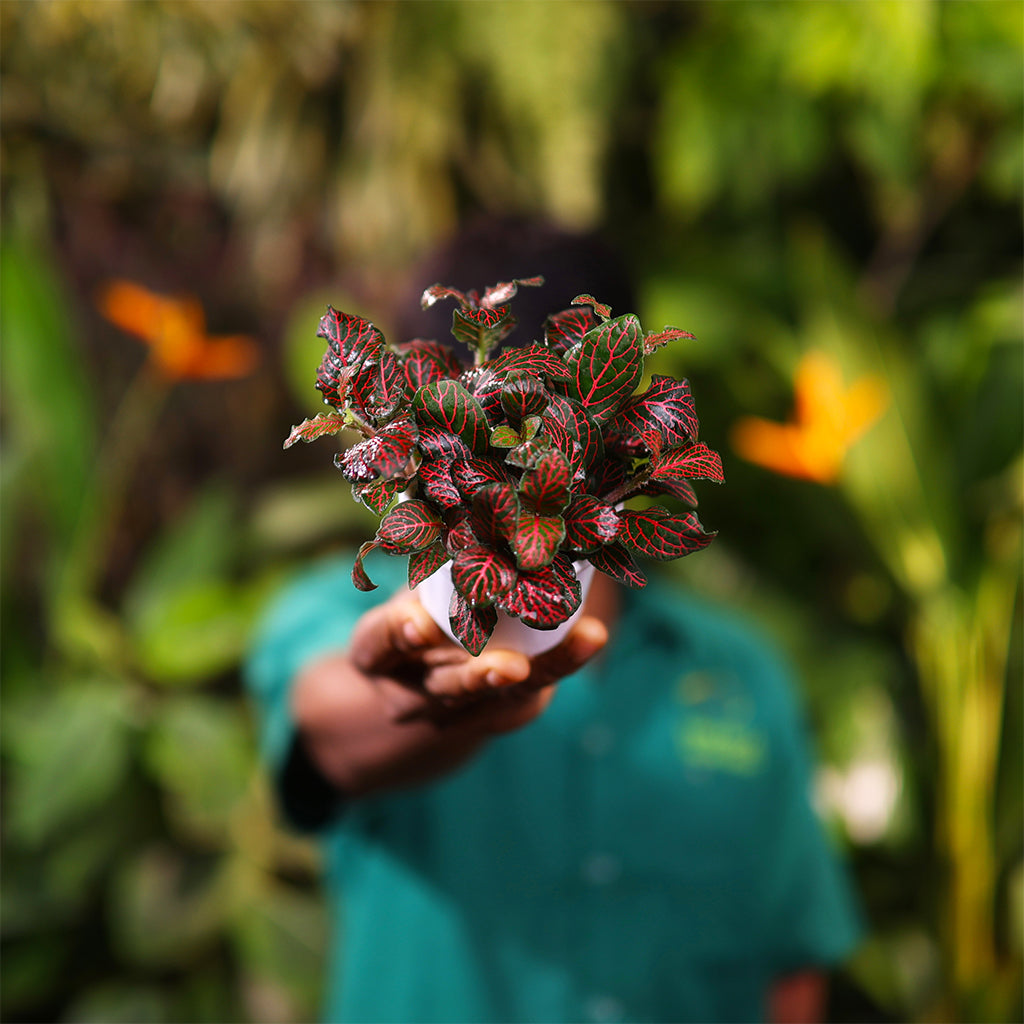 Fittonia Red Vein