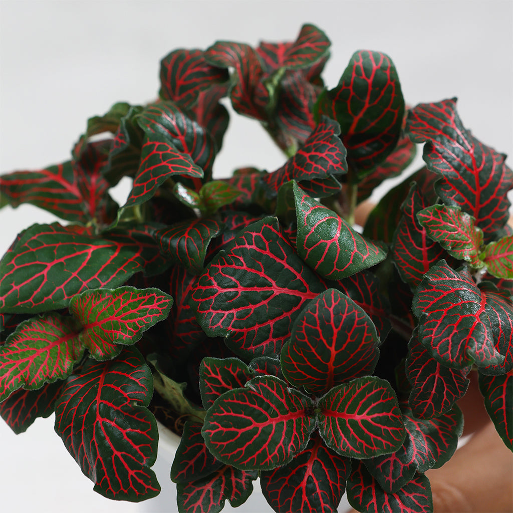 Fittonia Red Vein