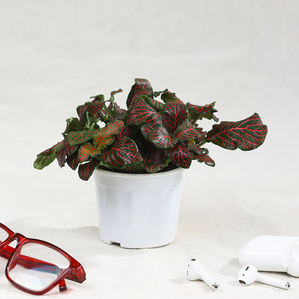 Fittonia Red Vein