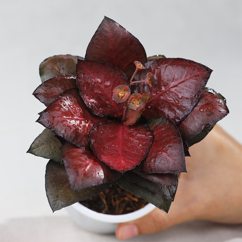 Euphorbia Francoise Red