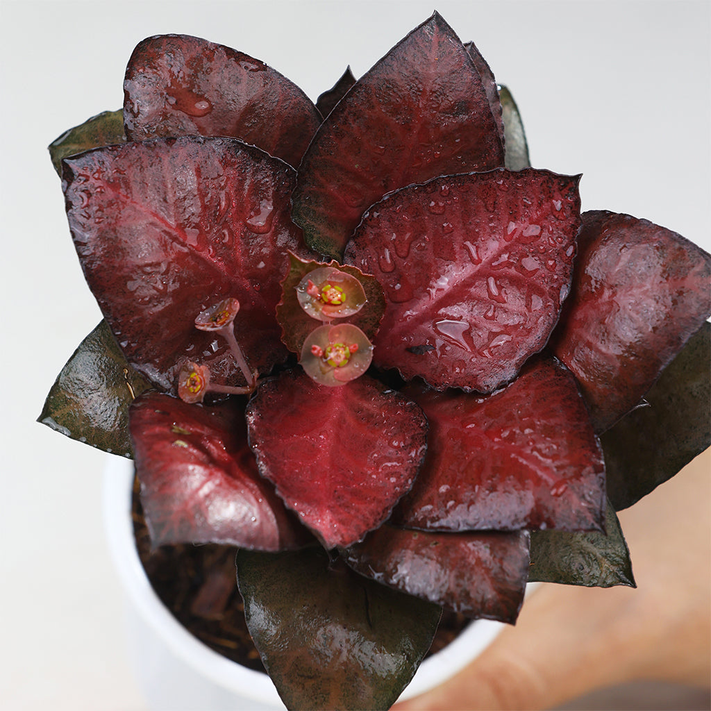 Euphorbia Francoise Red