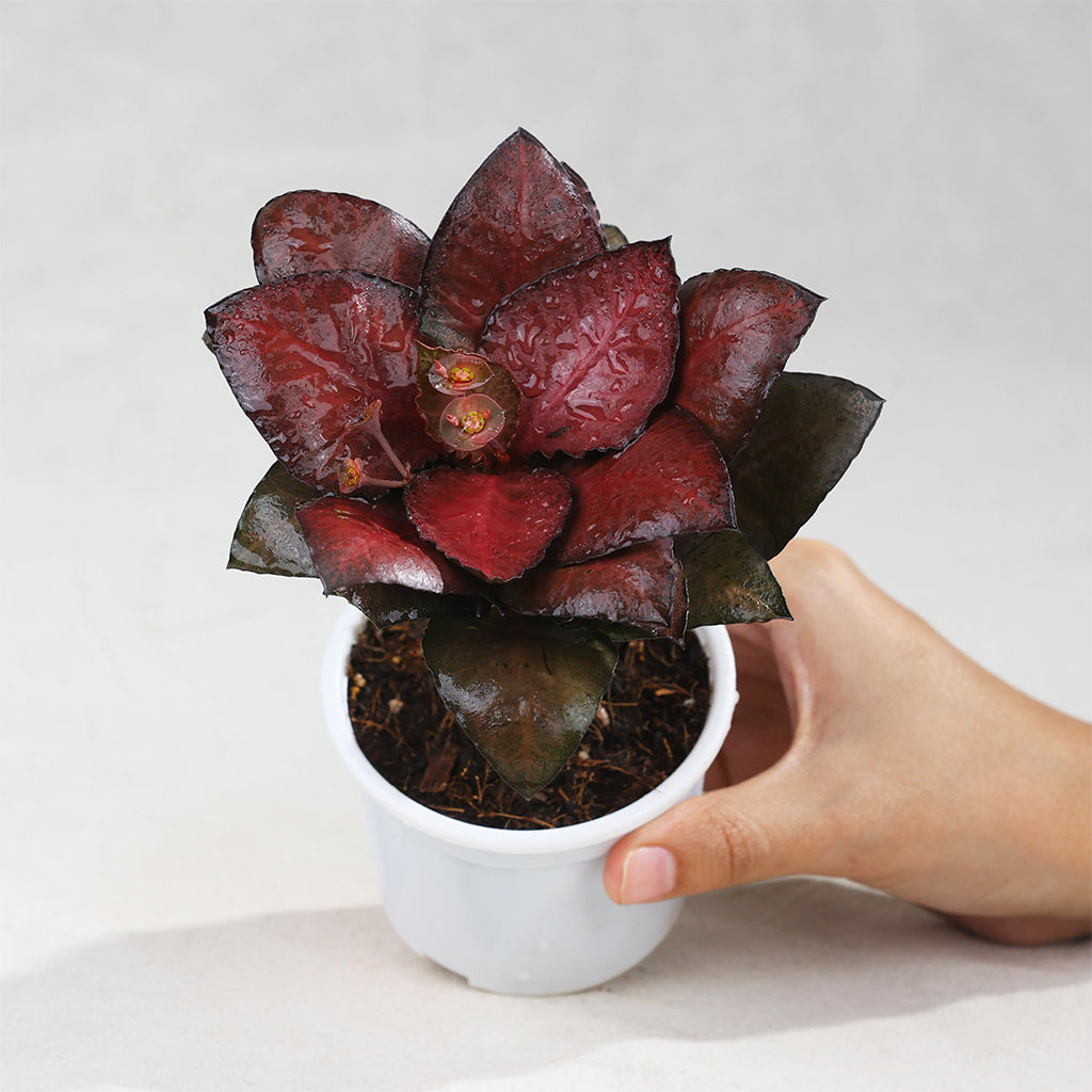 Euphorbia Francoise Red