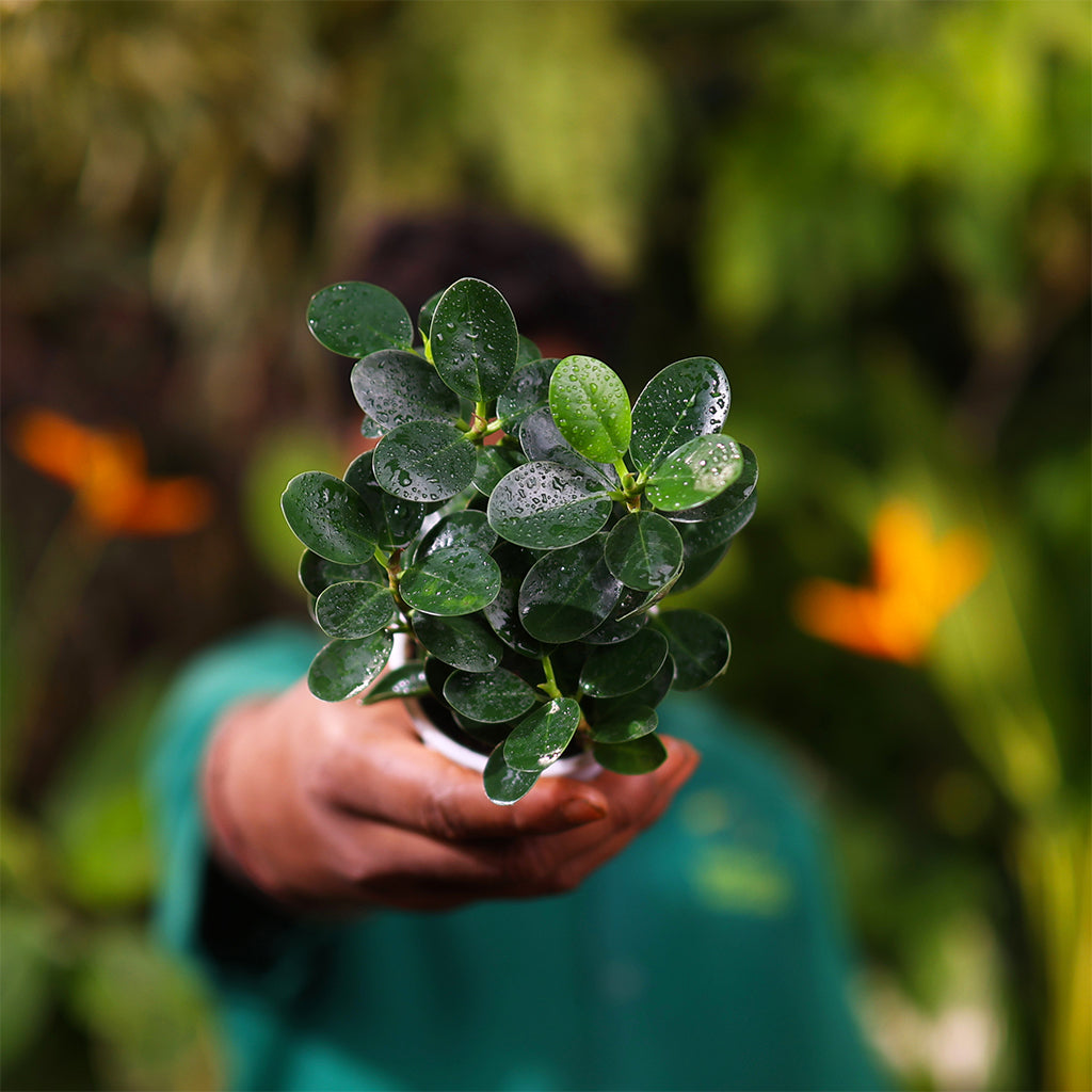 Ficus Microcarpa