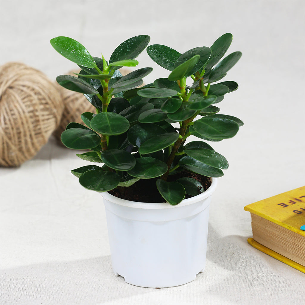 Ficus Microcarpa