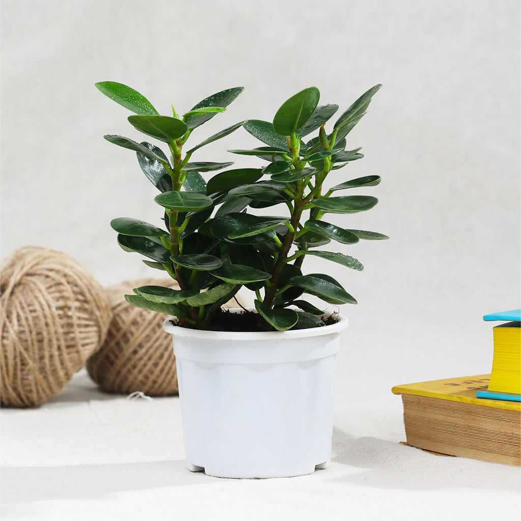Ficus Microcarpa