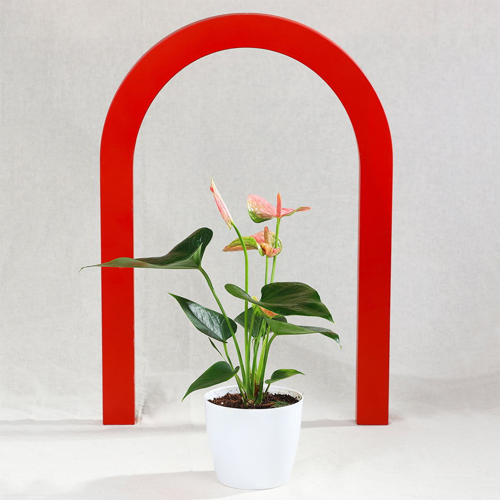Anthurium Pink