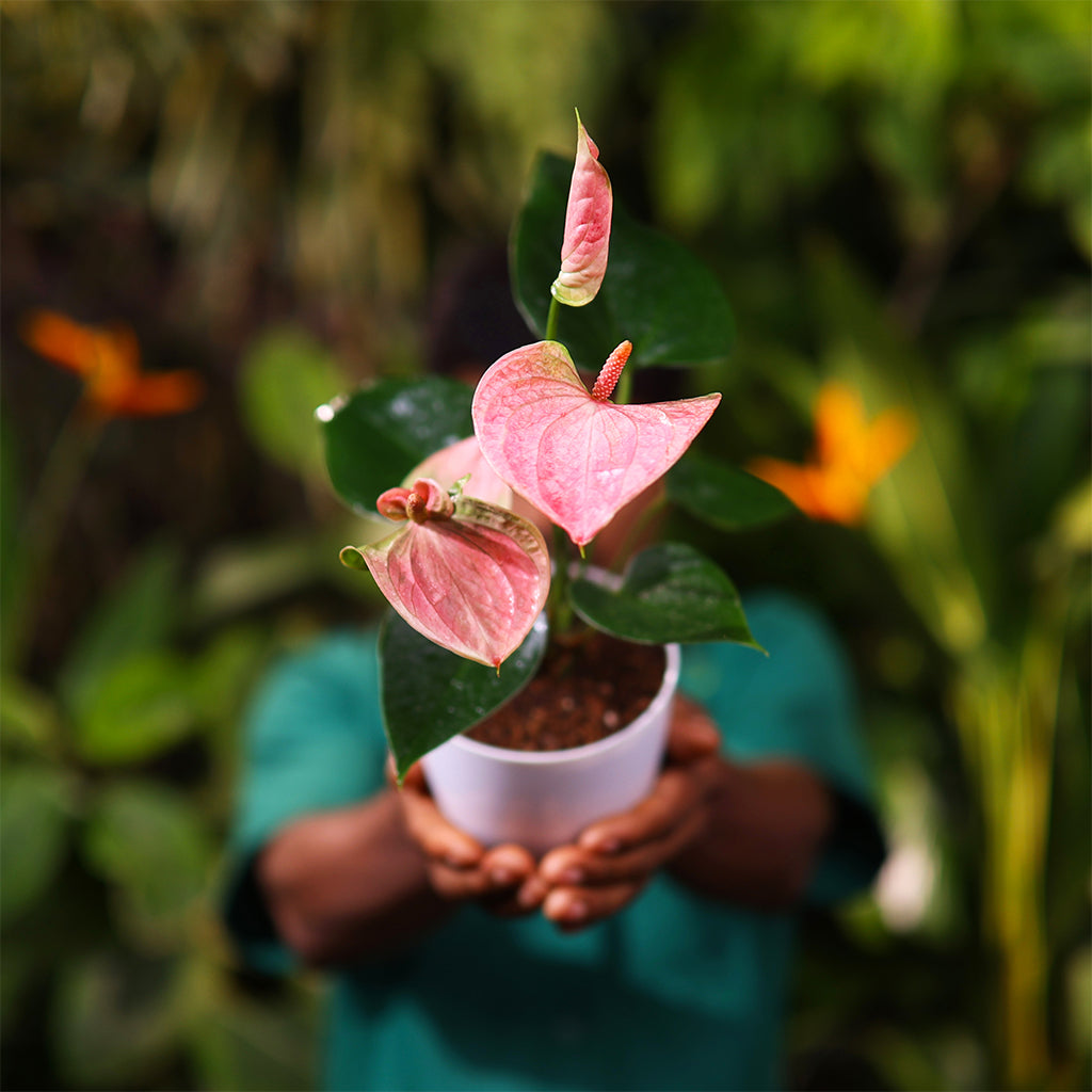 Anthurium Pink