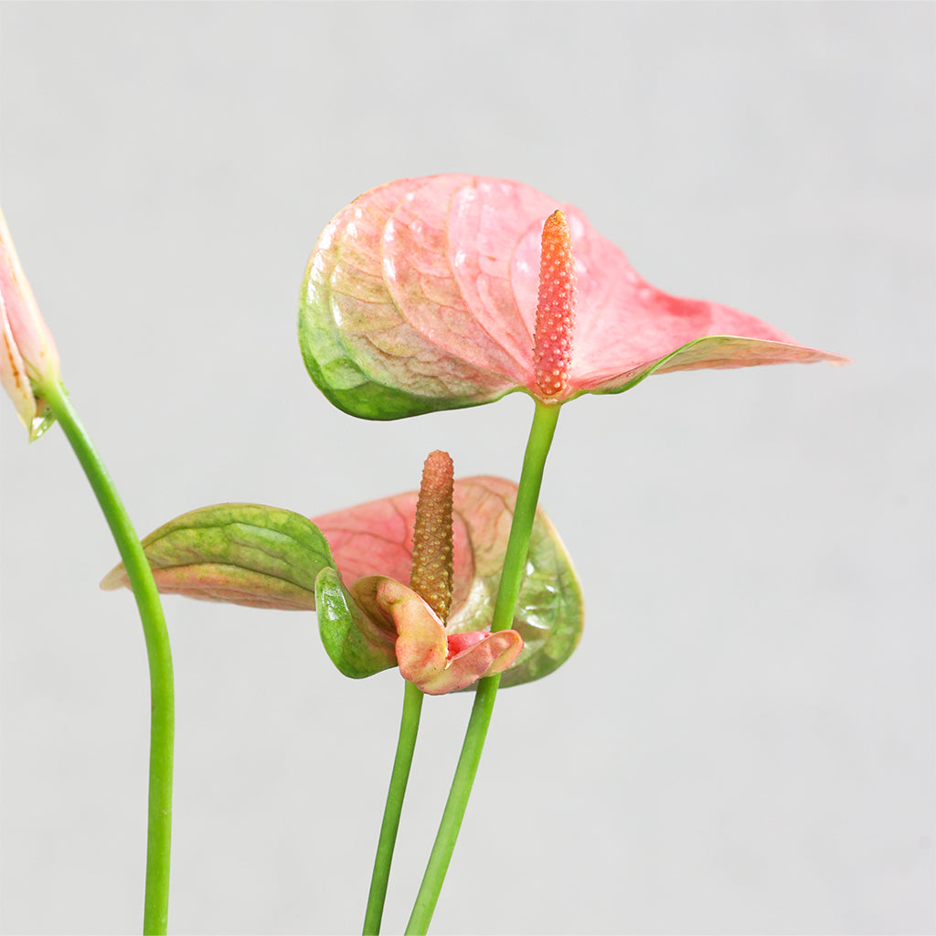 Anthurium Pink