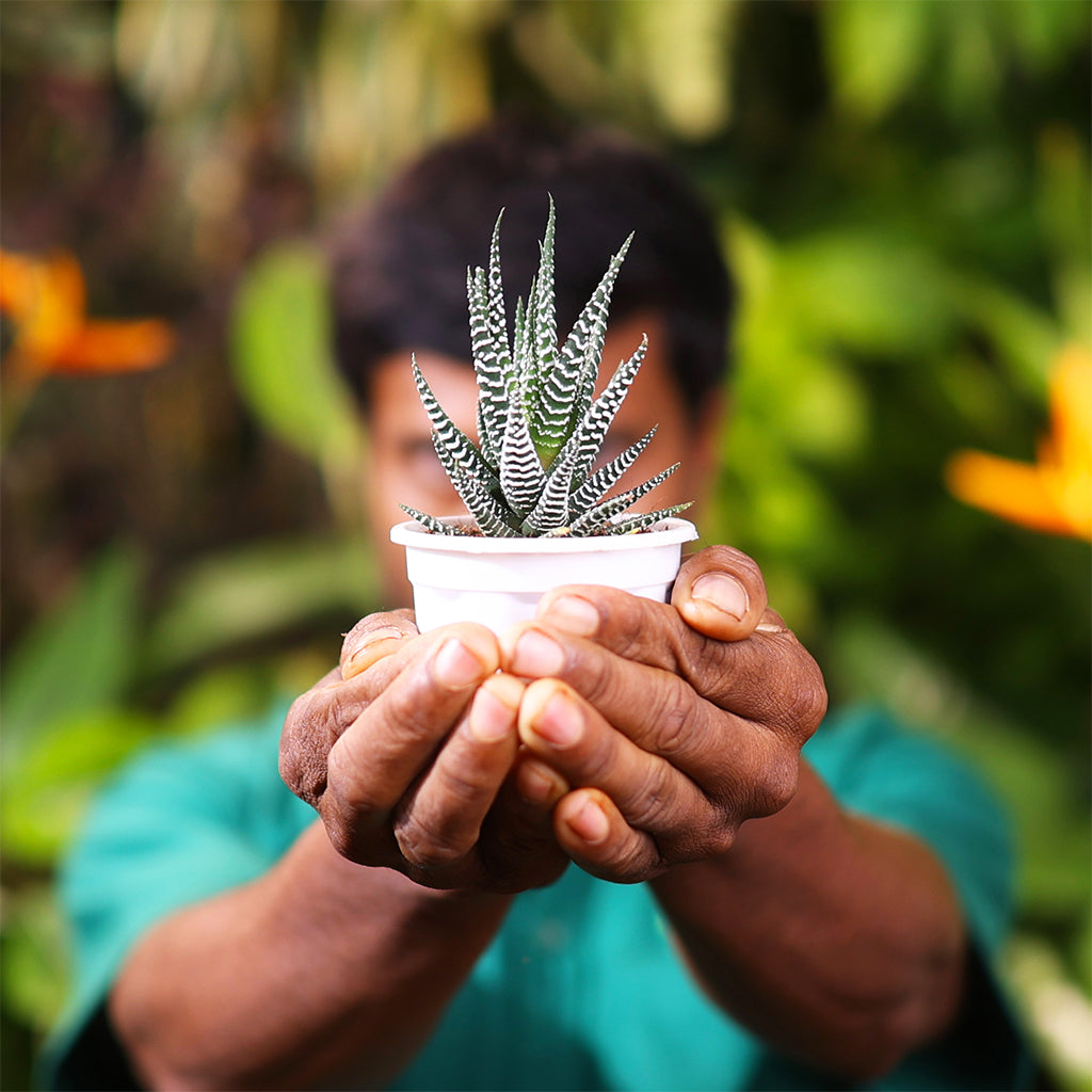 Haworthia