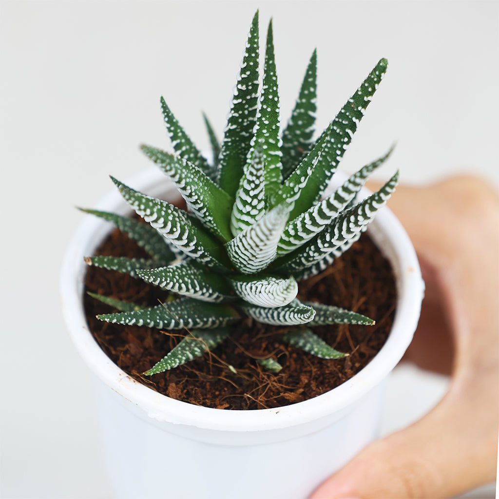 Haworthia
