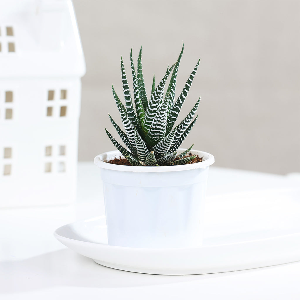 Haworthia