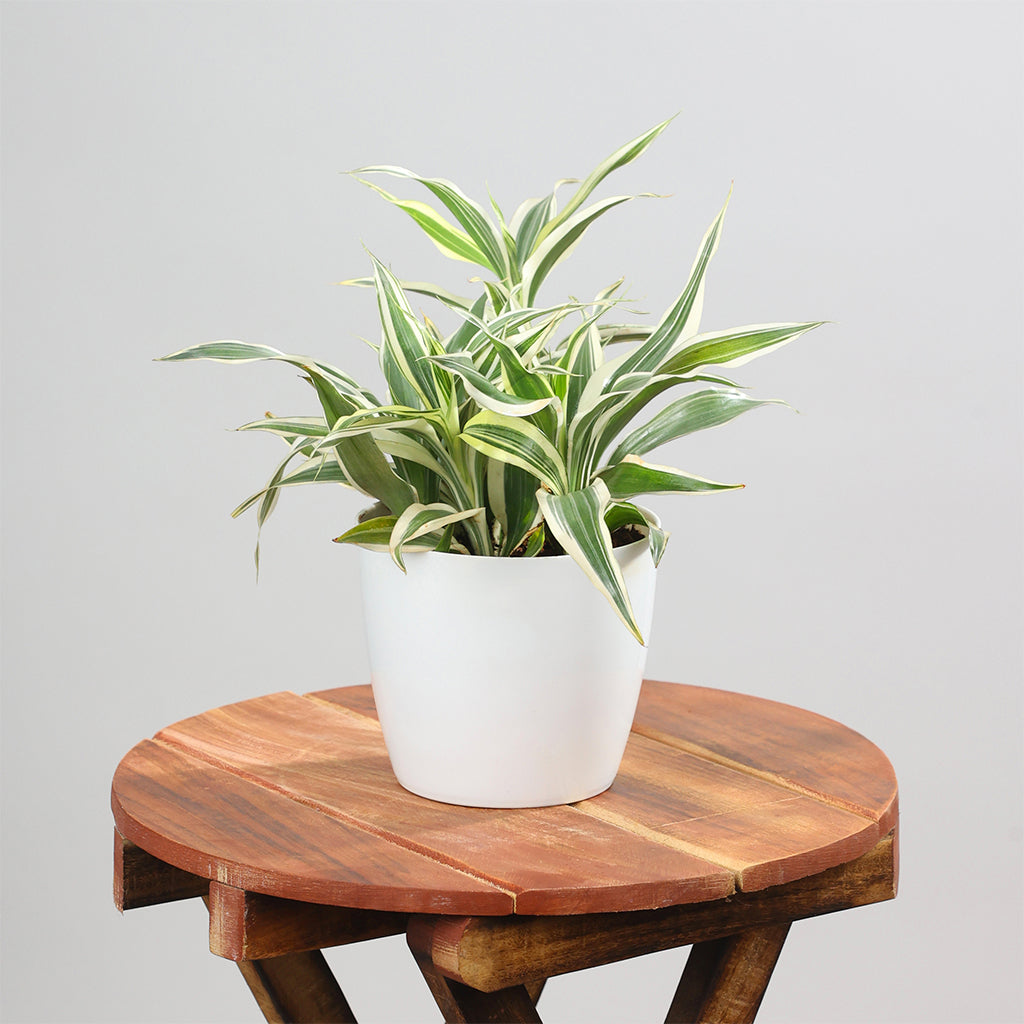 Lucky Bamboo Variegated