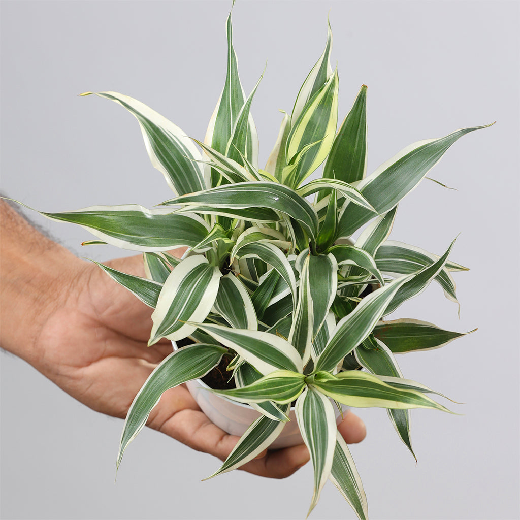 Lucky Bamboo Variegated
