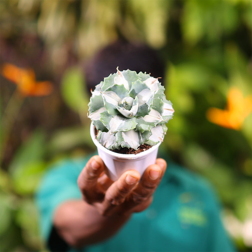 Verigated Agave