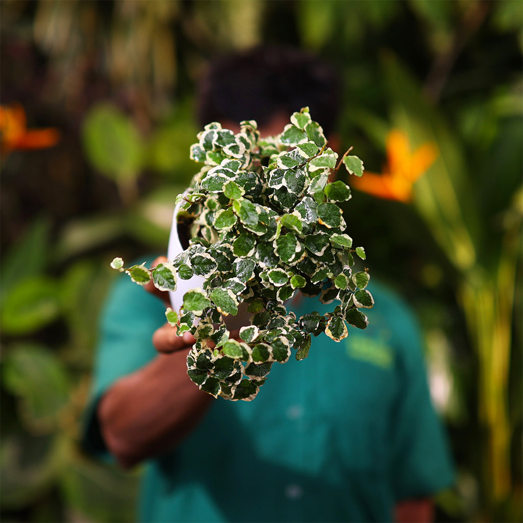 Ficus Pumila