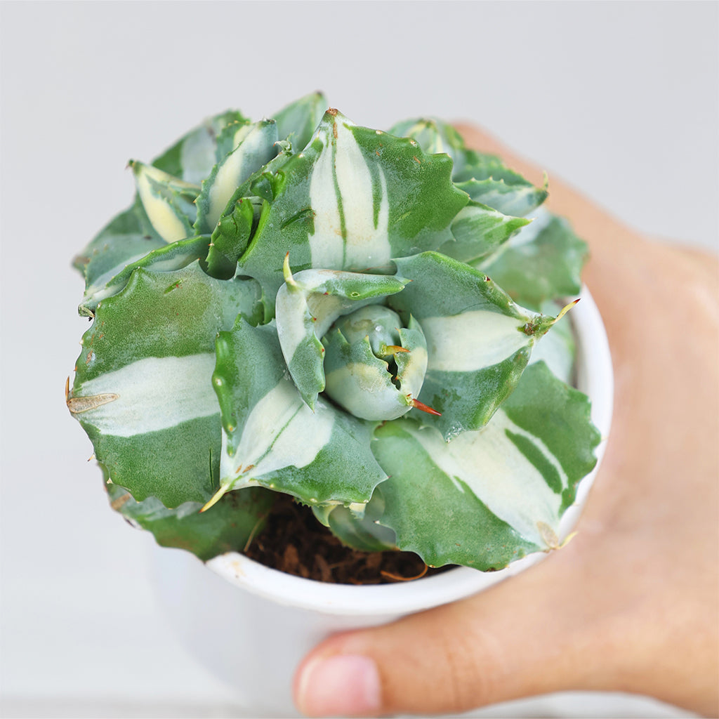 Verigated Agave