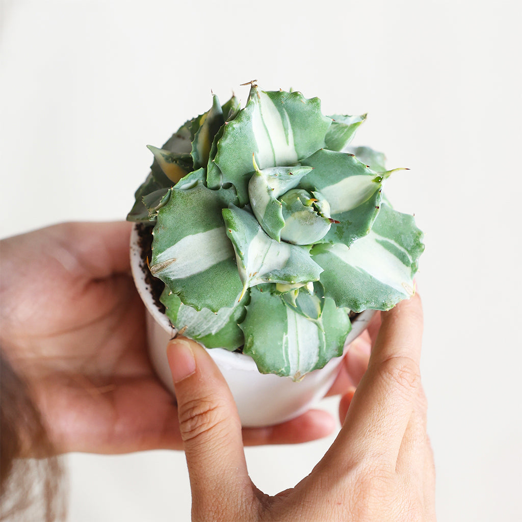 Verigated Agave