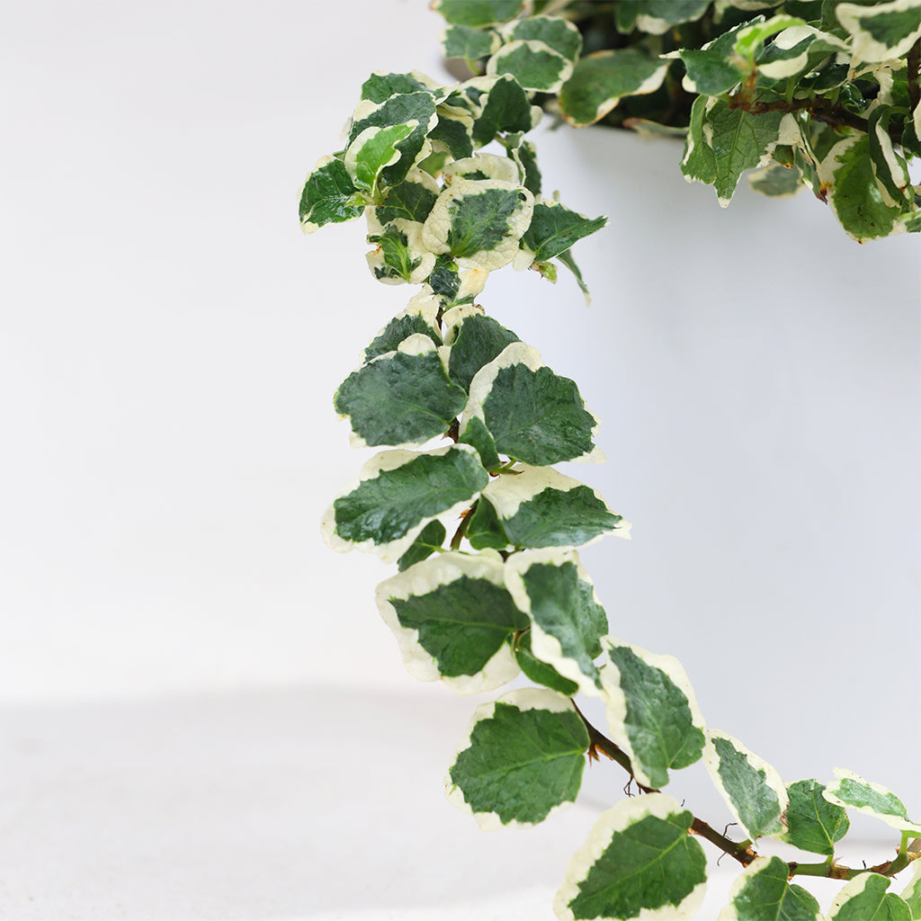 Ficus Pumila