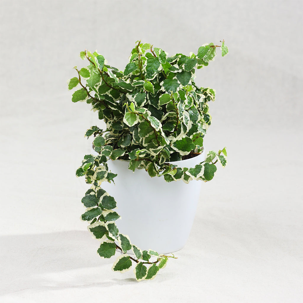 Ficus Pumila