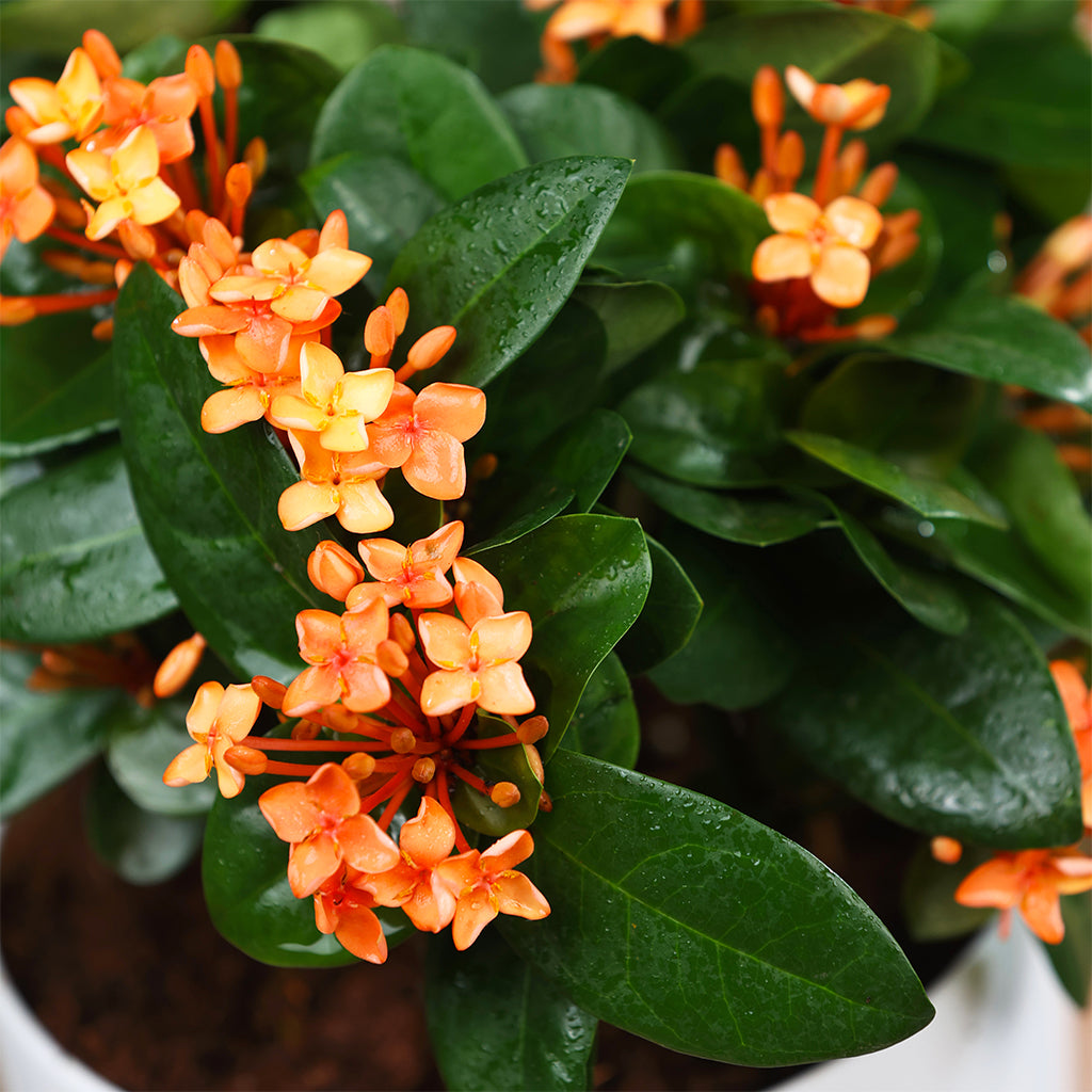 Thai Ixora
