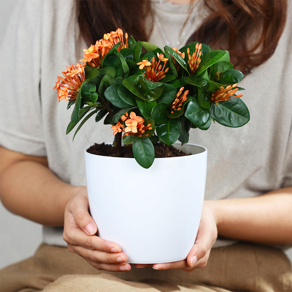 Thai Ixora
