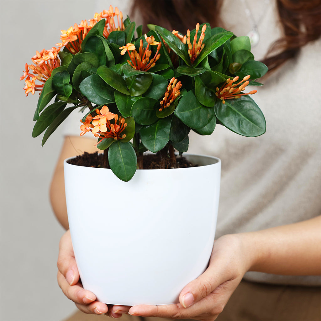 Thai Ixora