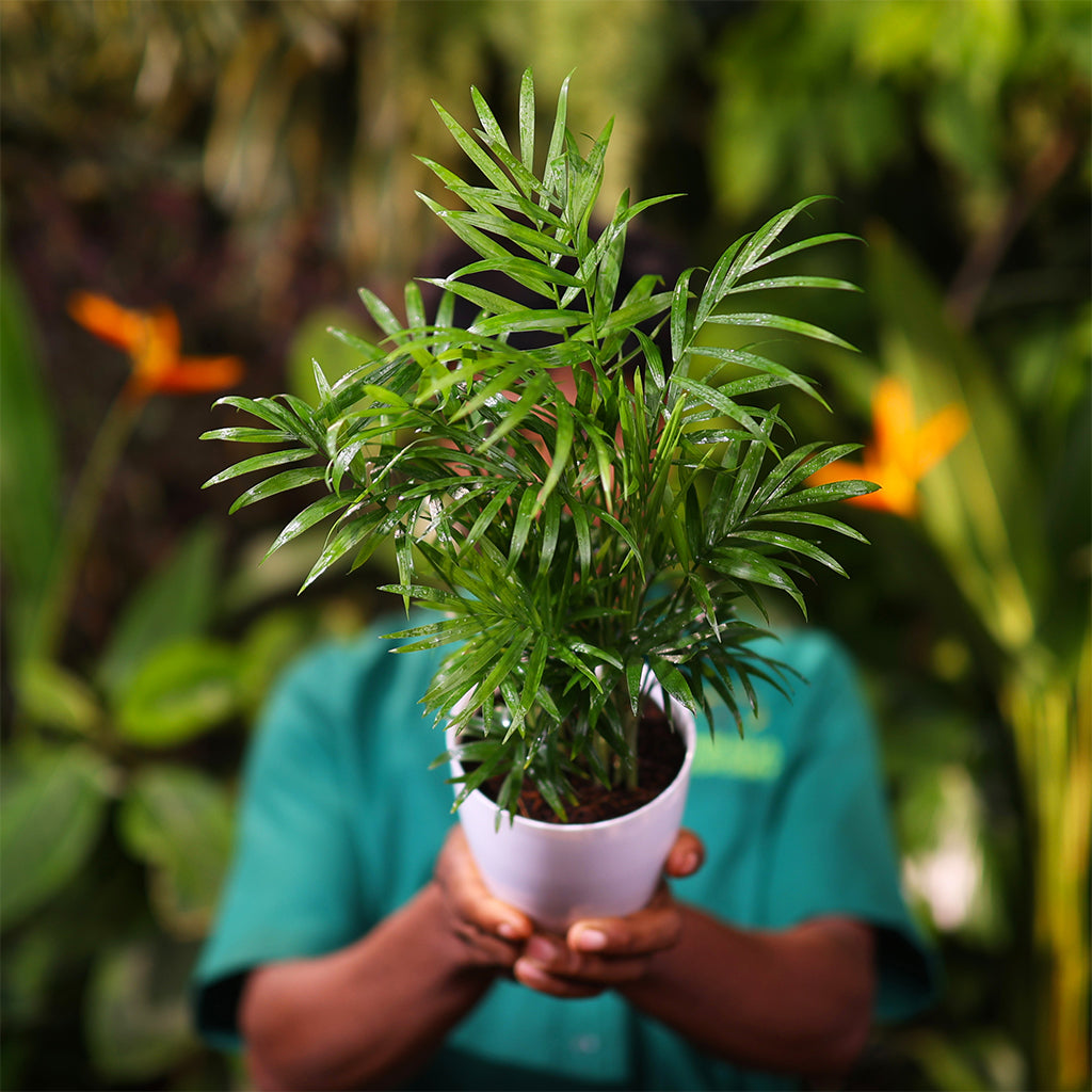 Table Palm