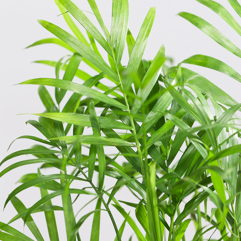 Table Palm