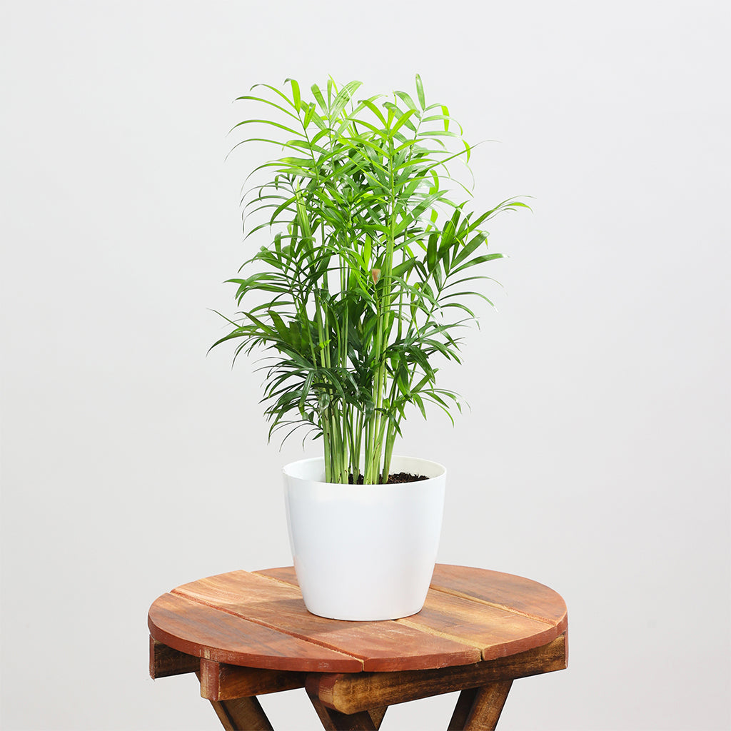 Table Palm