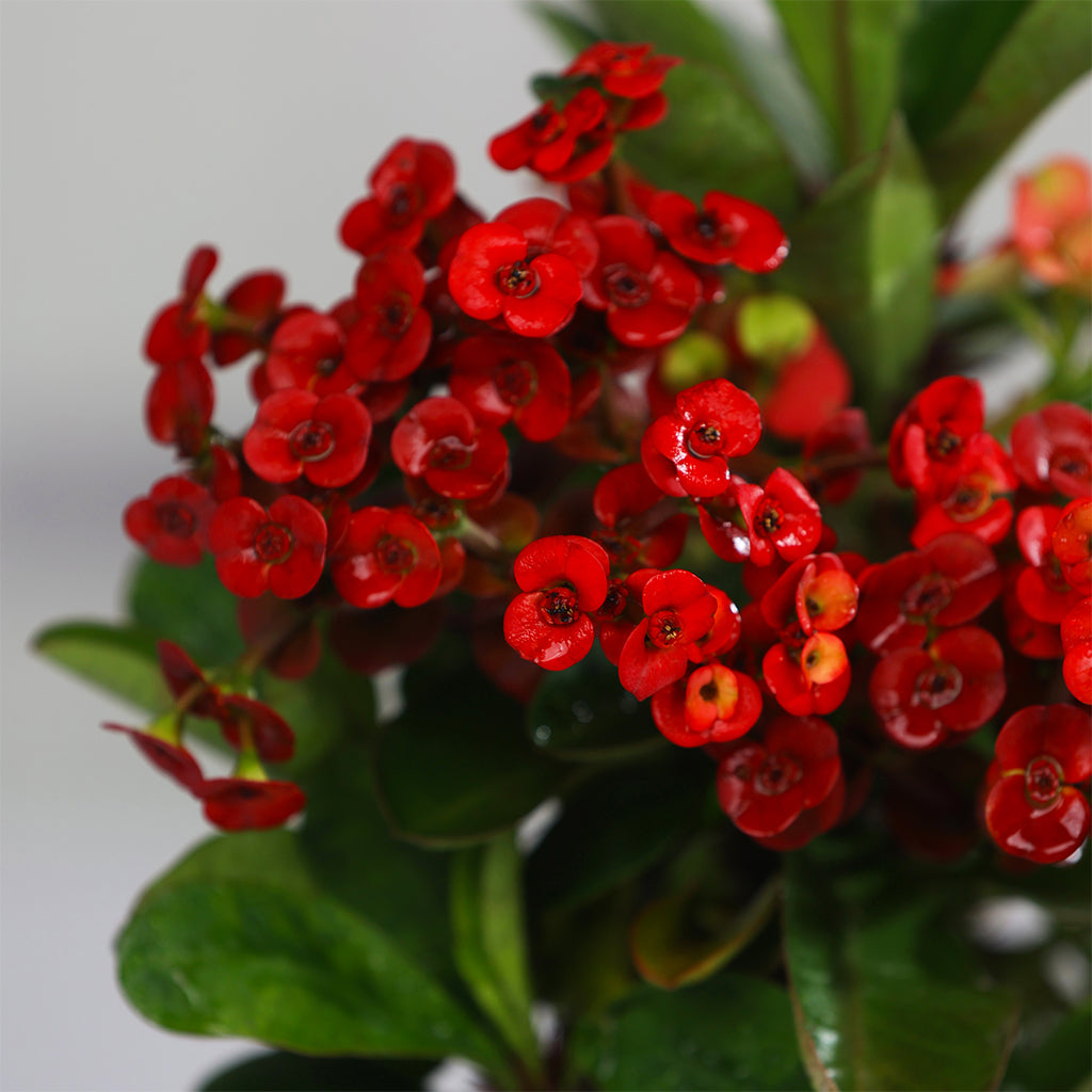 Euphorbia Milii