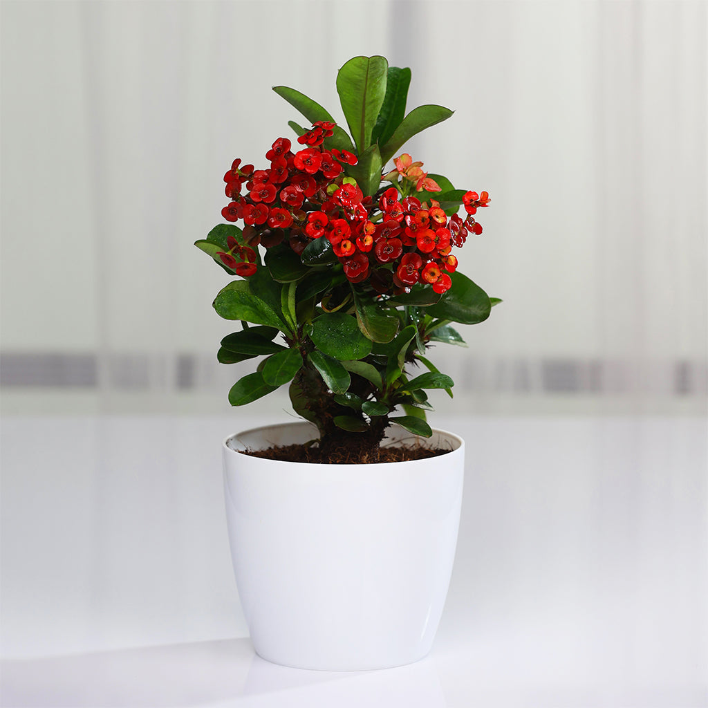 Euphorbia Milii