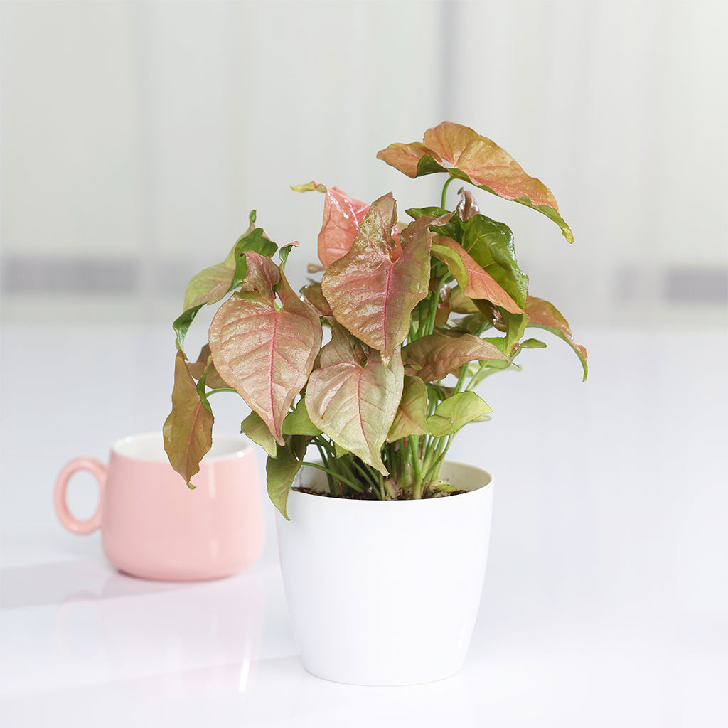 Syngonium pink