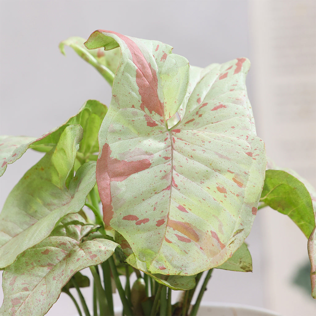 Syngonium milk confetti