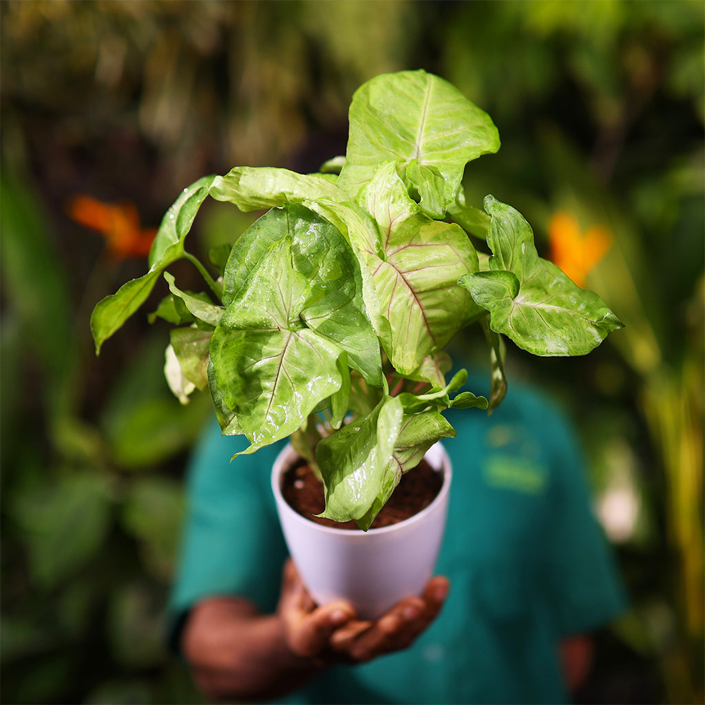 Syngonium